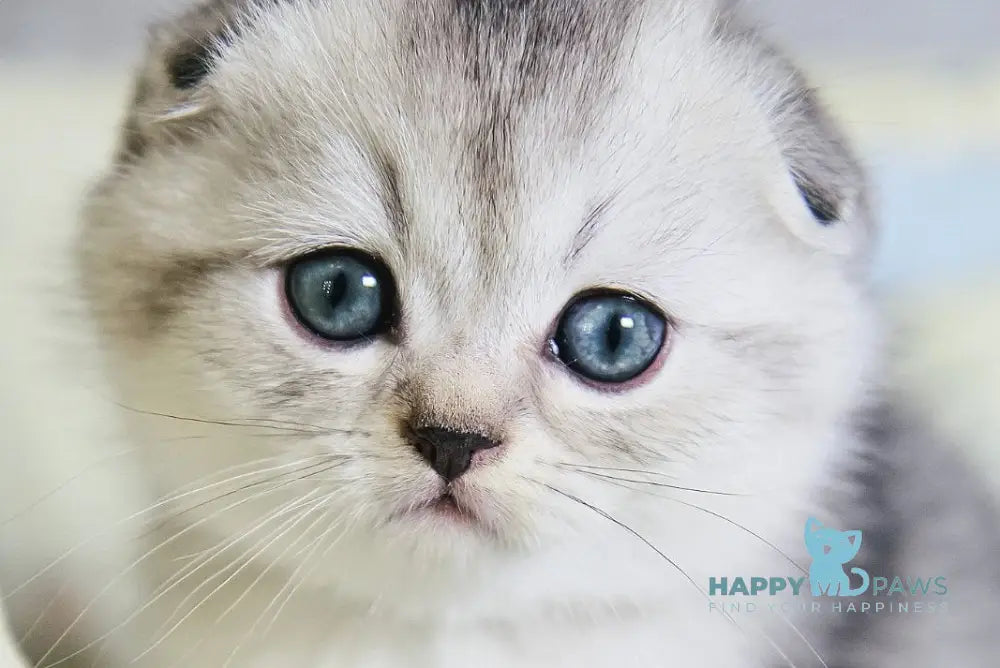 Diego Scottish Fold male black silver ticked tabby live animals