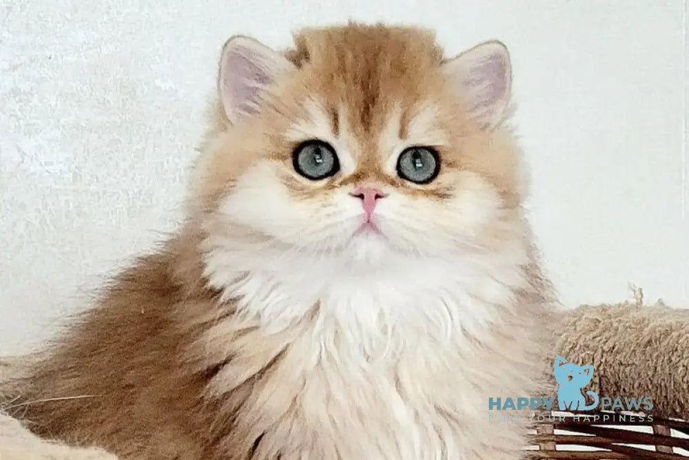 Diesel British Longhair male black golden chinchilla - live animals