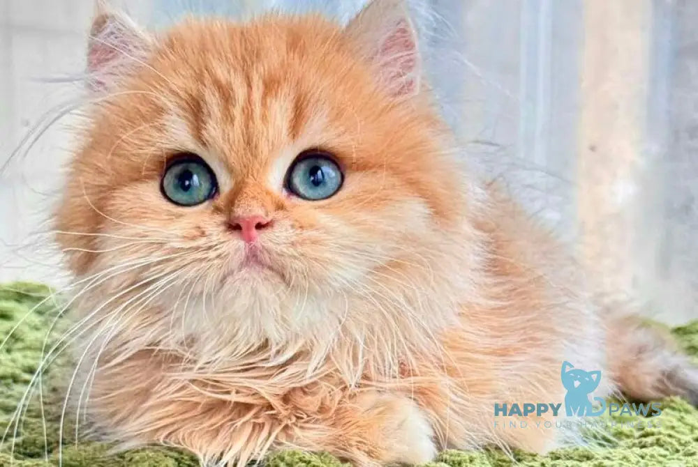 Diesel British Longhair male chocolate golden shaded live animals