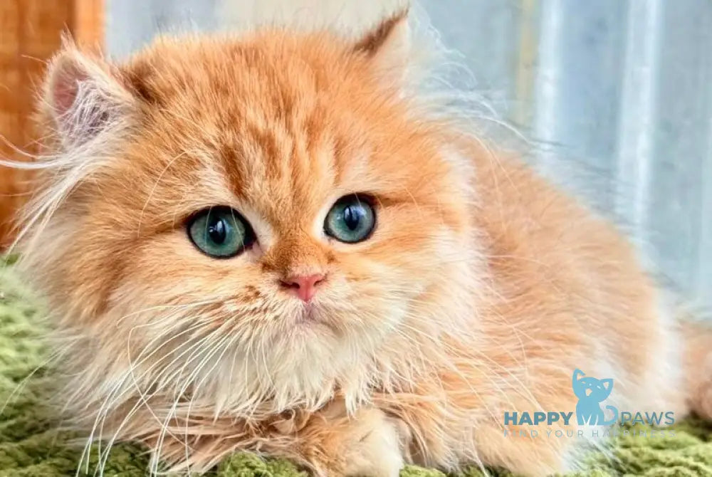 Diesel British Longhair male chocolate golden shaded live animals