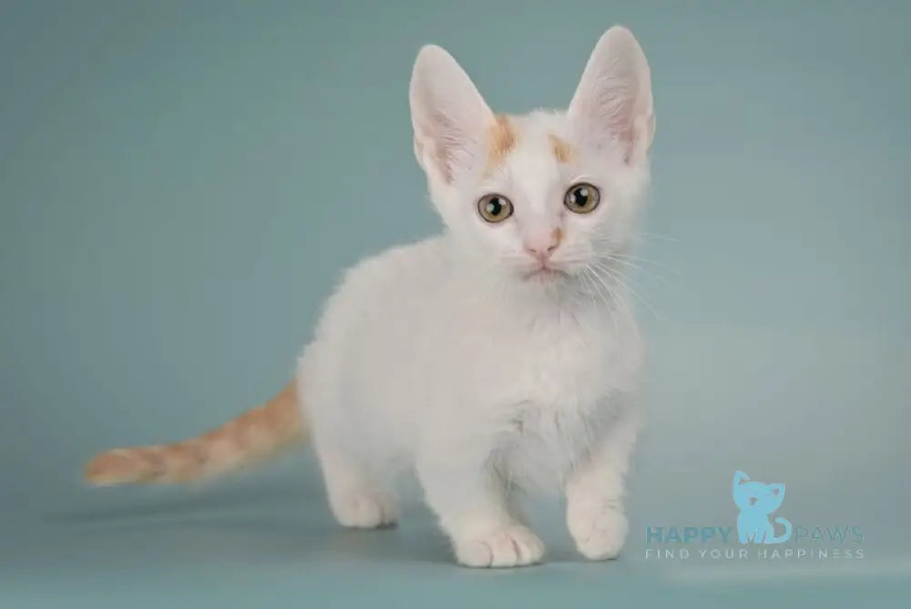 Diesel Munchkin male red with white live animals