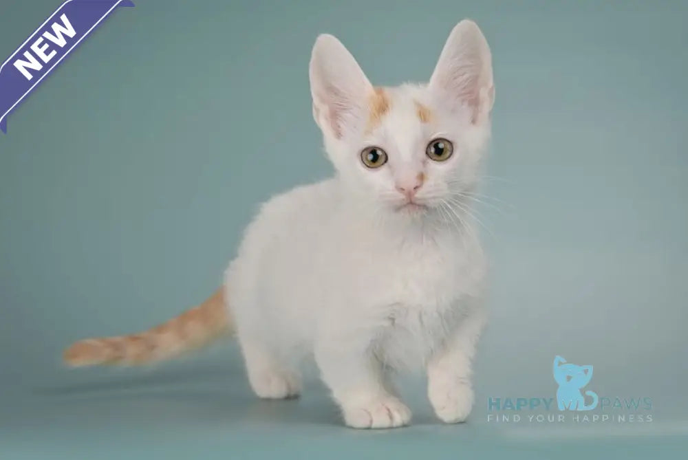 Diesel Munchkin male red with white live animals