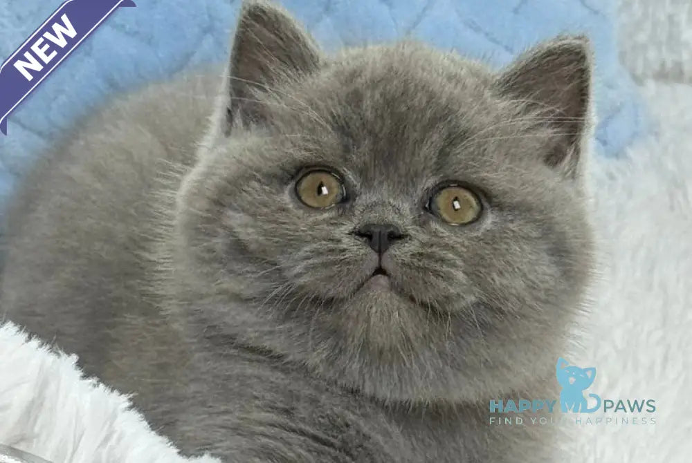 Diesel Scottish Fold male blue live animals
