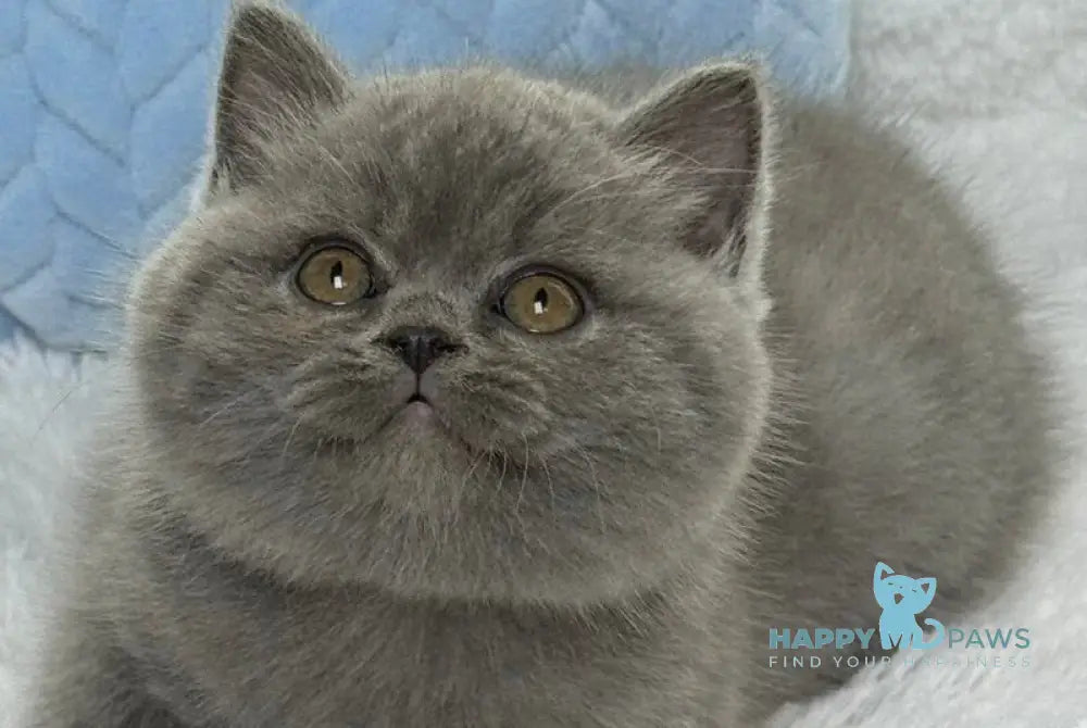 Diesel Scottish Fold male blue live animals