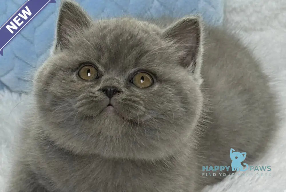 Diesel Scottish Fold male blue live animals