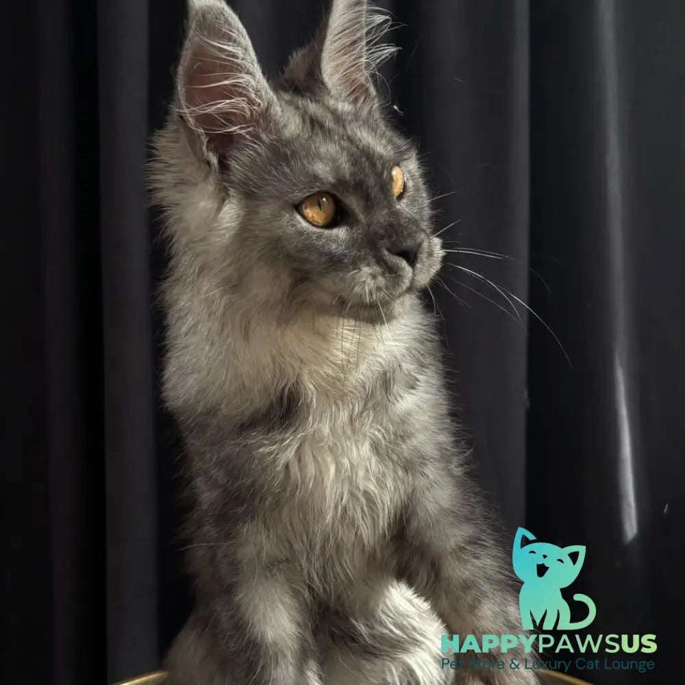 Dimal Maine Coon male black silver - live animals