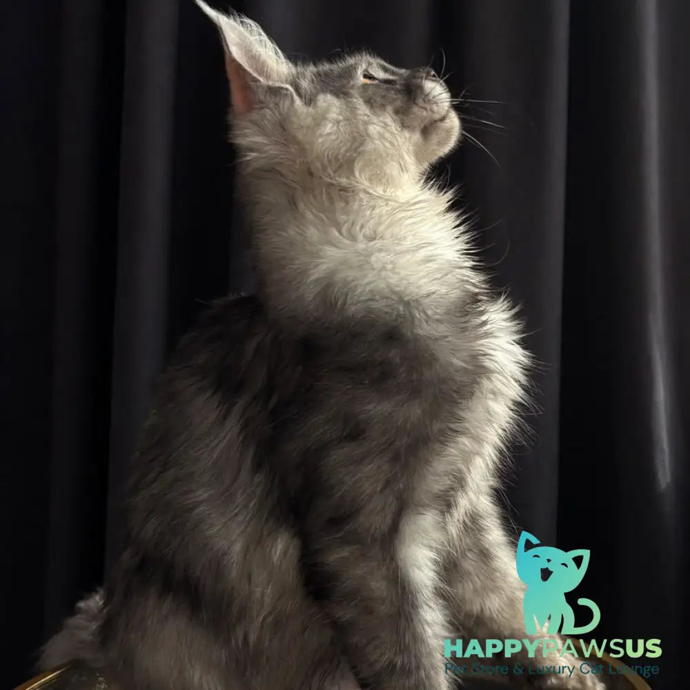 Dimal Maine Coon male black silver - live animals