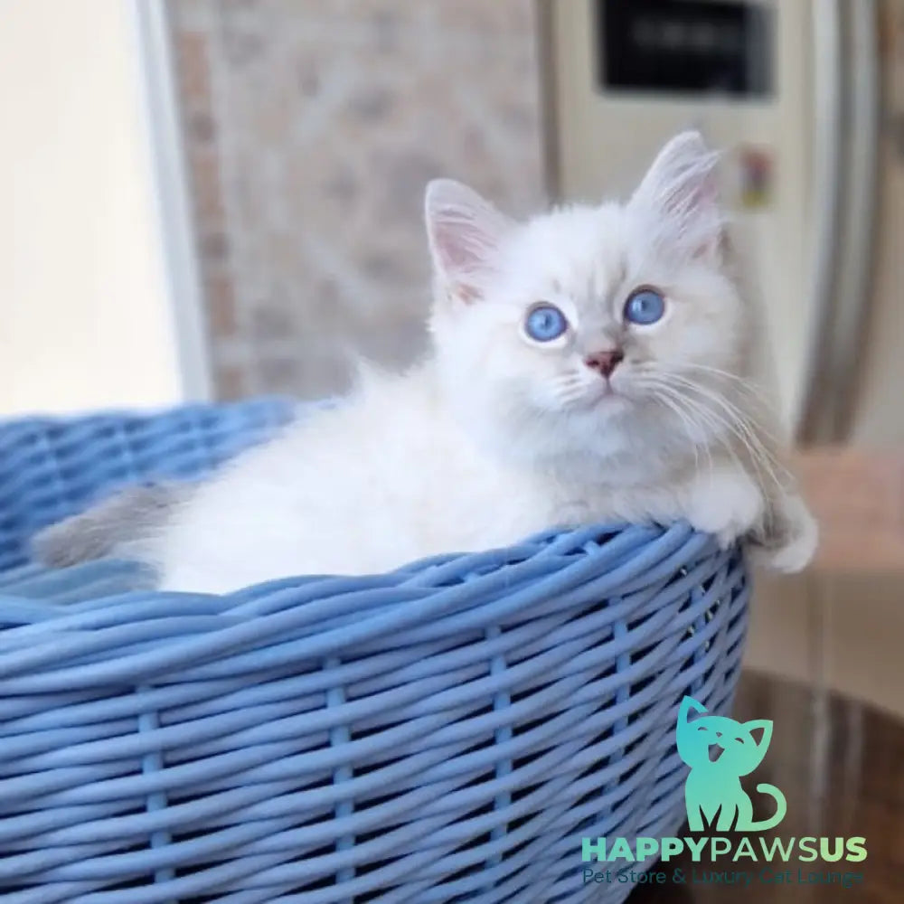 Dimas Siberian male blue with white tabby pointed - live animals