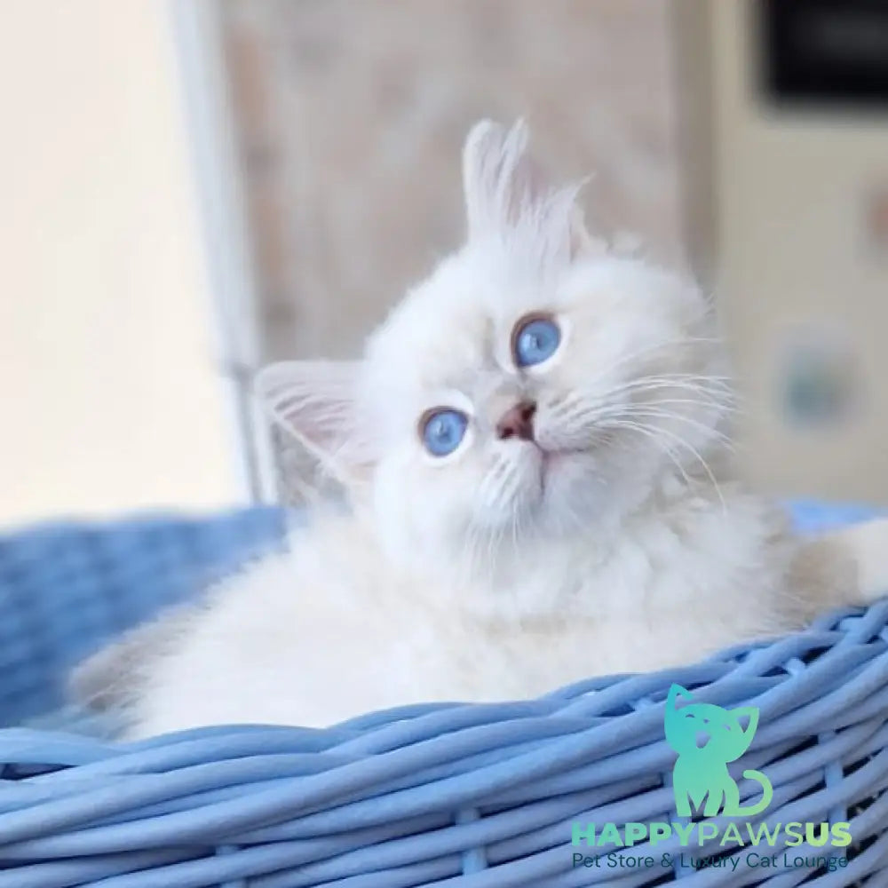 Dimas Siberian male blue with white tabby pointed - live animals