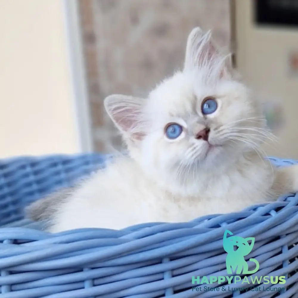 Dimas Siberian male blue with white tabby pointed - live animals