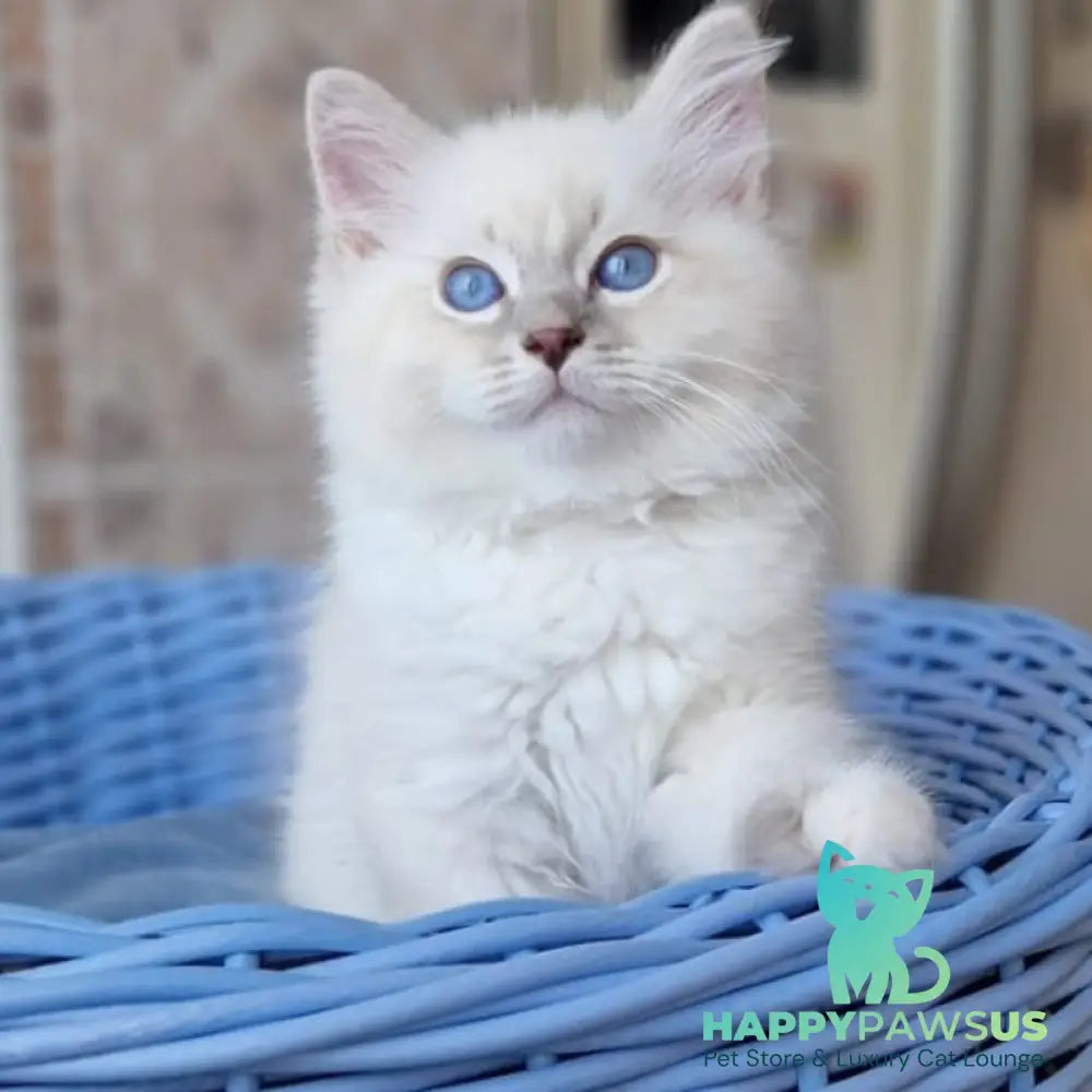 Dimas Siberian male blue with white tabby pointed - live animals