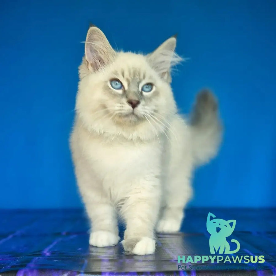Dimas Siberian male blue with white tabby pointed - live animals