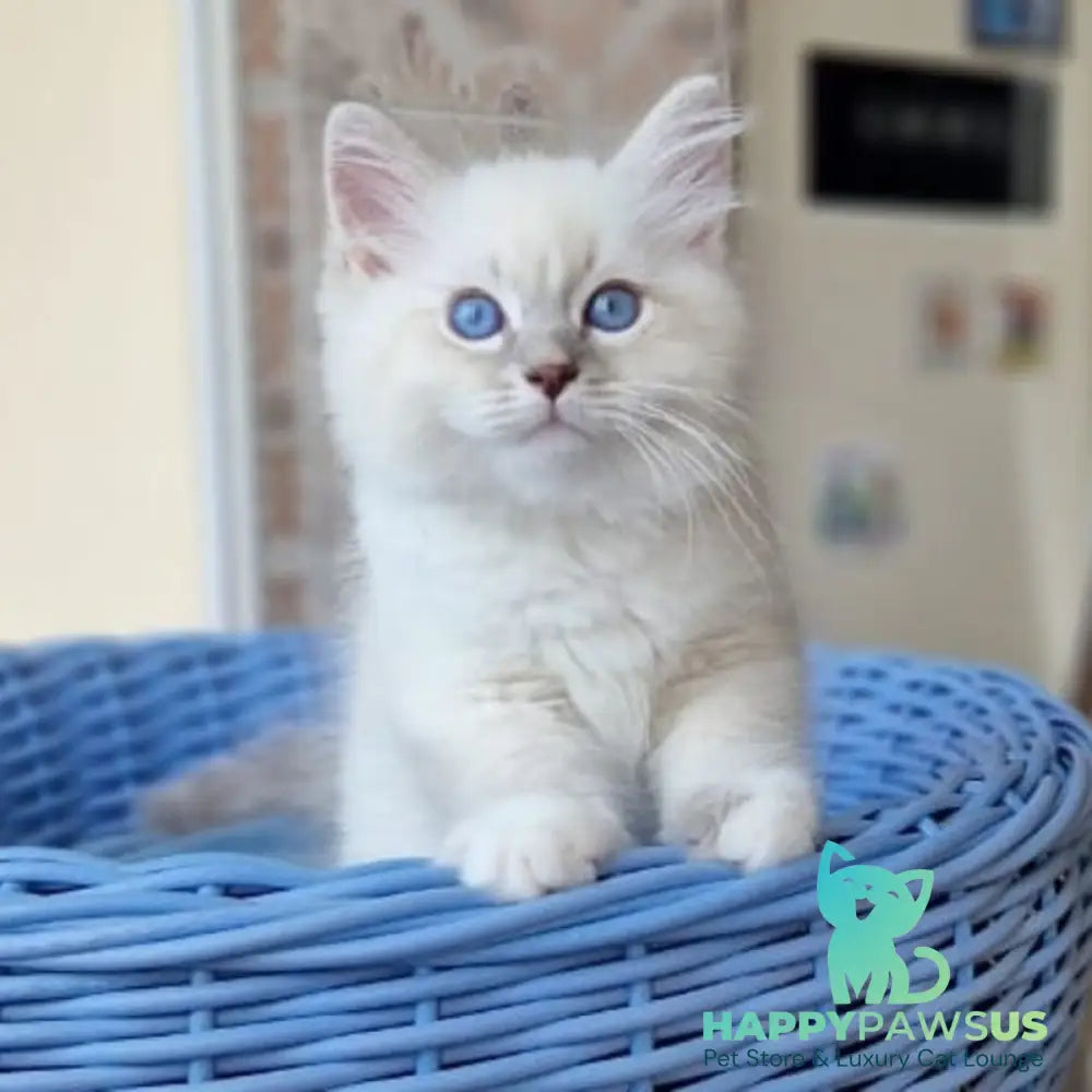 Dimas Siberian male blue with white tabby pointed - live animals
