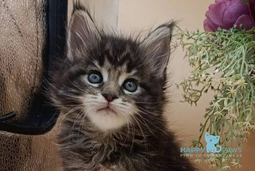 Dimitri Maine Coon male black silver tabby live animals