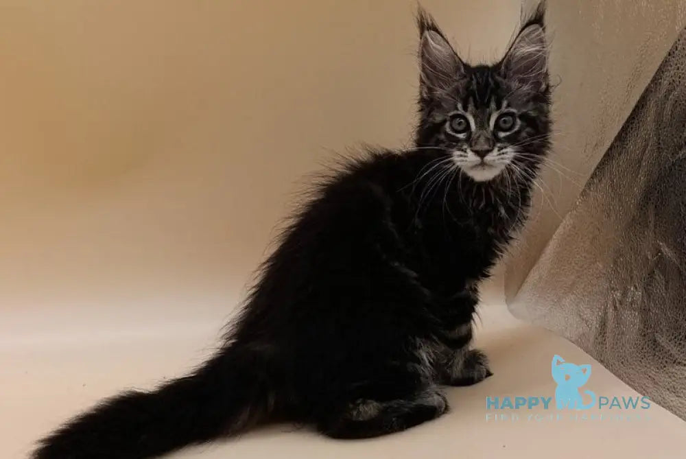 Dimitri Maine Coon male black silver tabby live animals