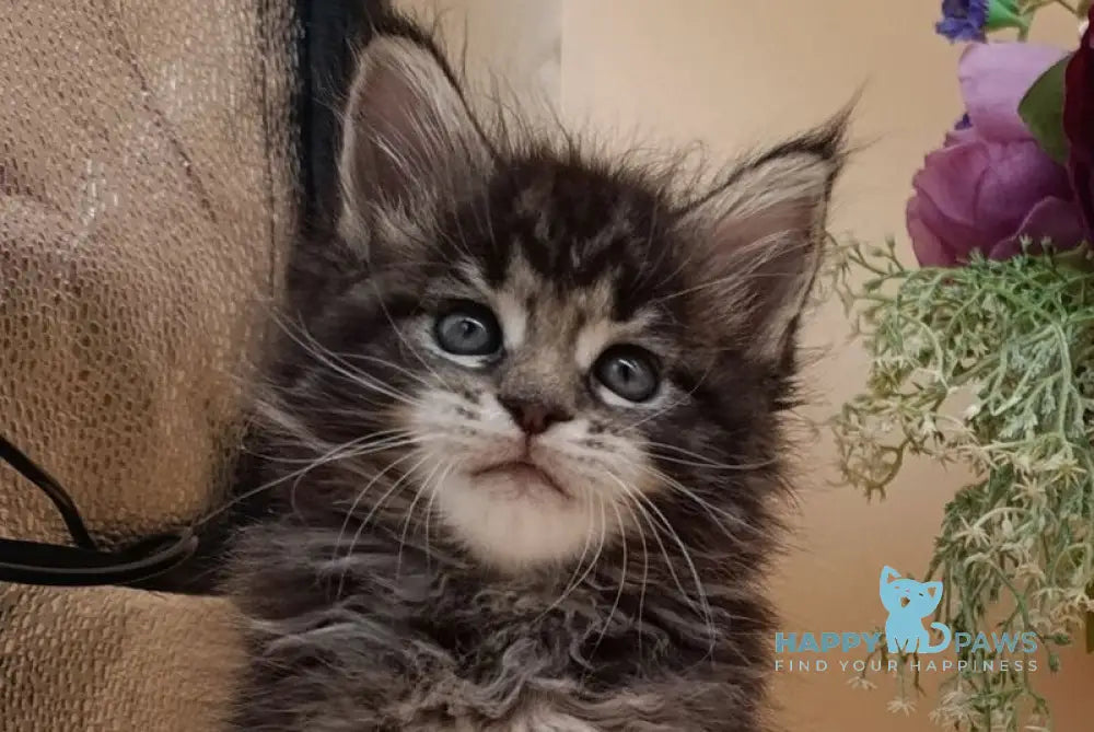Dimitri Maine Coon male black silver tabby live animals