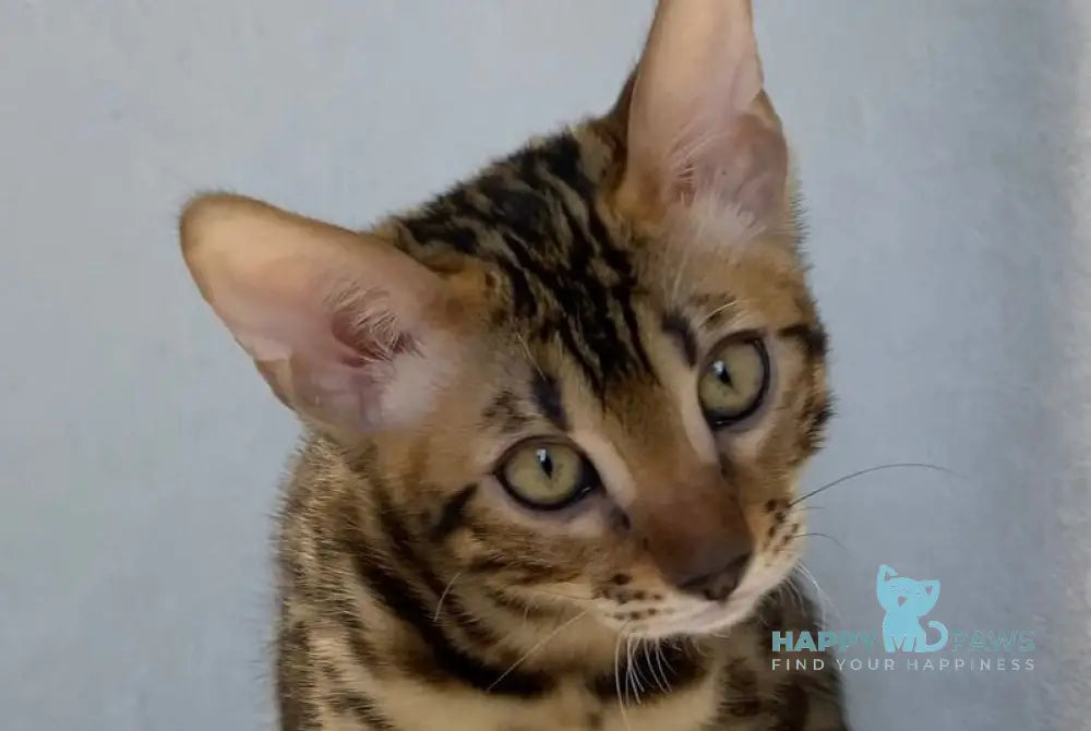 Dina Bengal female black spotted tabby live animals