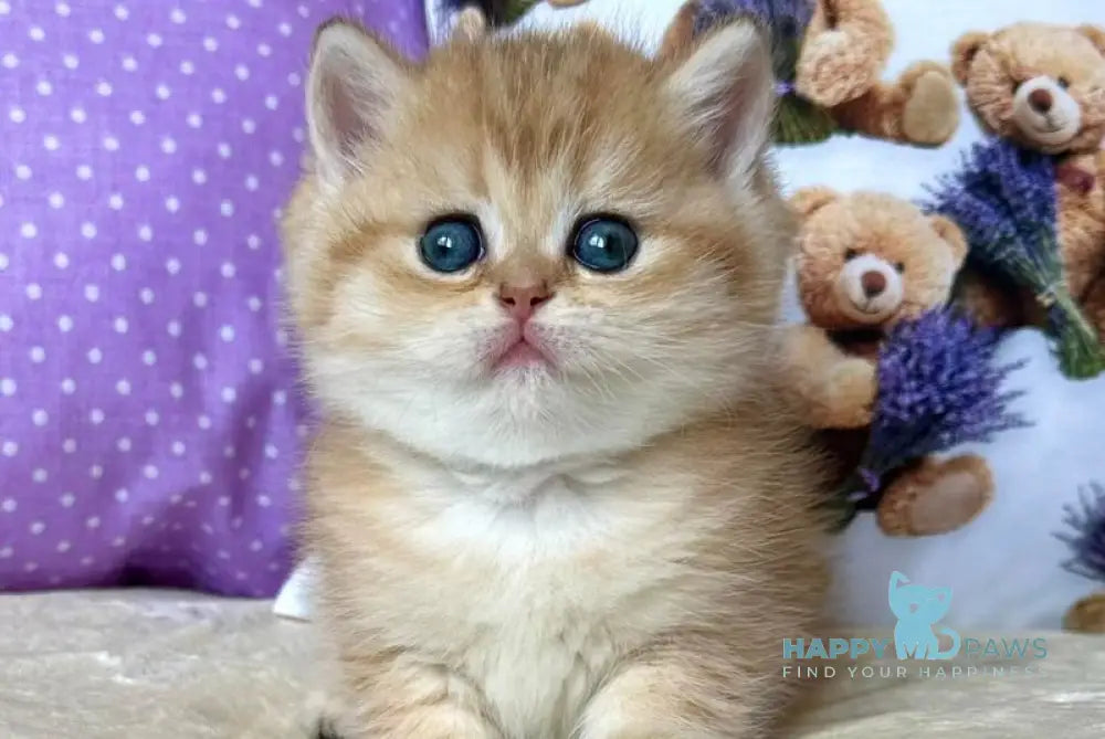 Dina British Shorthair female black golden spotted tabby live animals