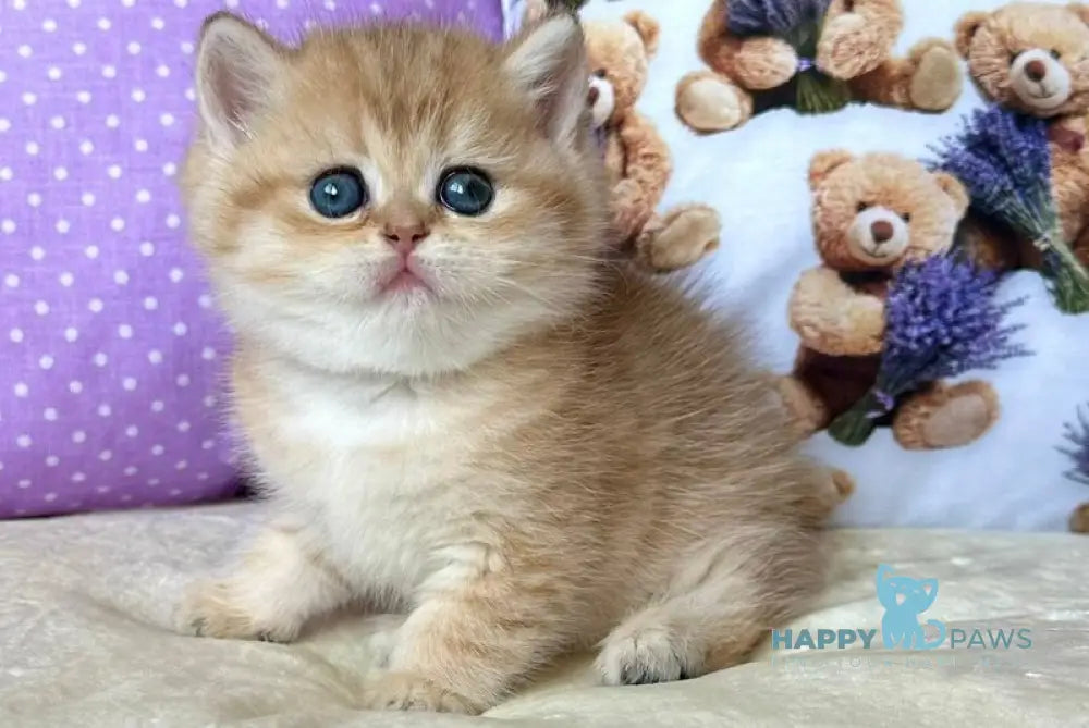 Dina British Shorthair female black golden spotted tabby live animals