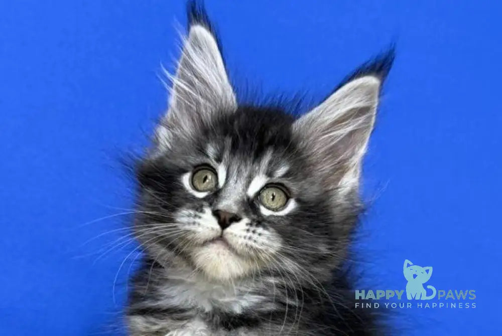 Dina Maine Coon female black silver ticked tabby live animals