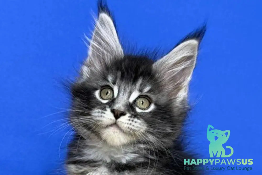 Dina Maine Coon female black silver ticked tabby live animals