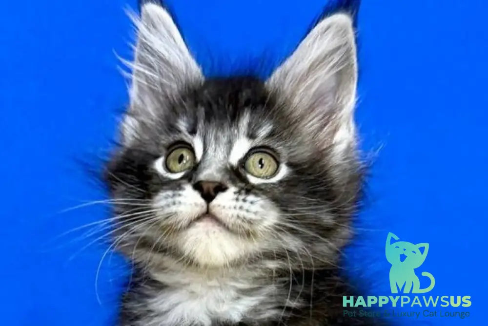 Dina Maine Coon female black silver ticked tabby live animals