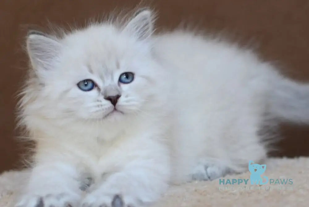 Dina Neva Masquerade female blue tabby pointed - live animals