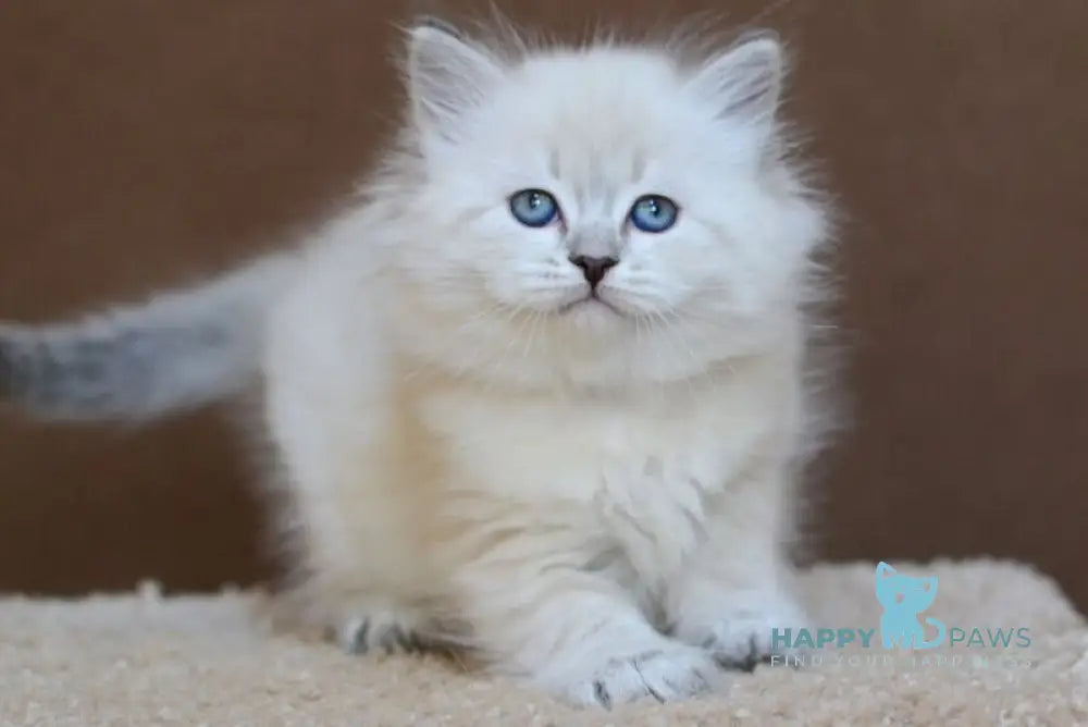 Dina Neva Masquerade female blue tabby pointed - live animals