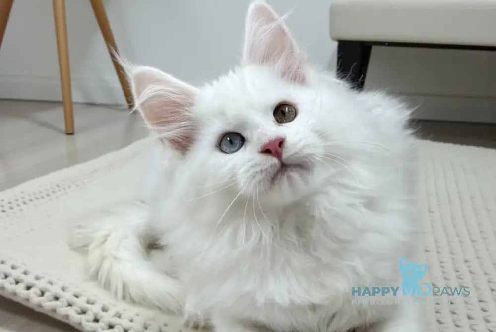 Dinar Maine Coon male white live animals