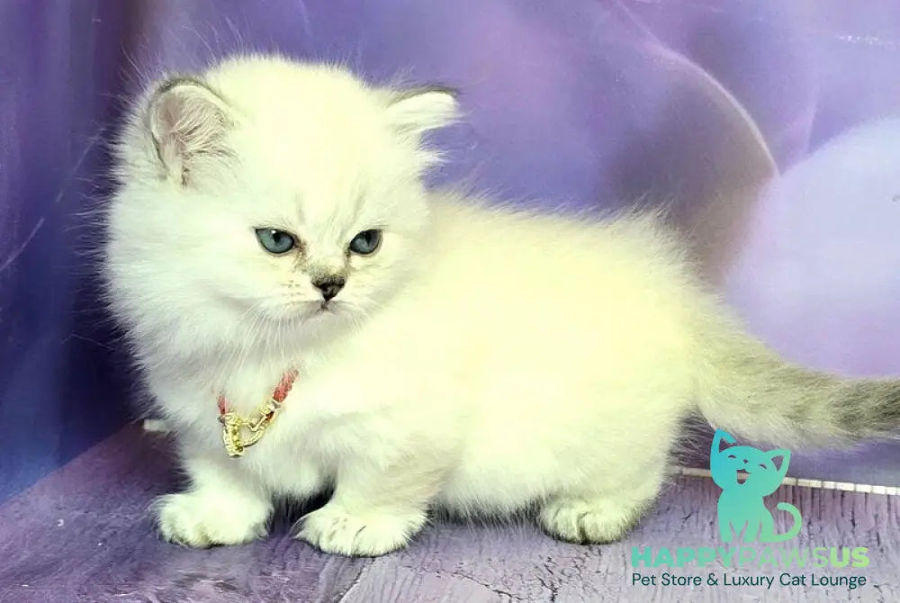 Diona Munchkin female blue silver shaded pointed live animals