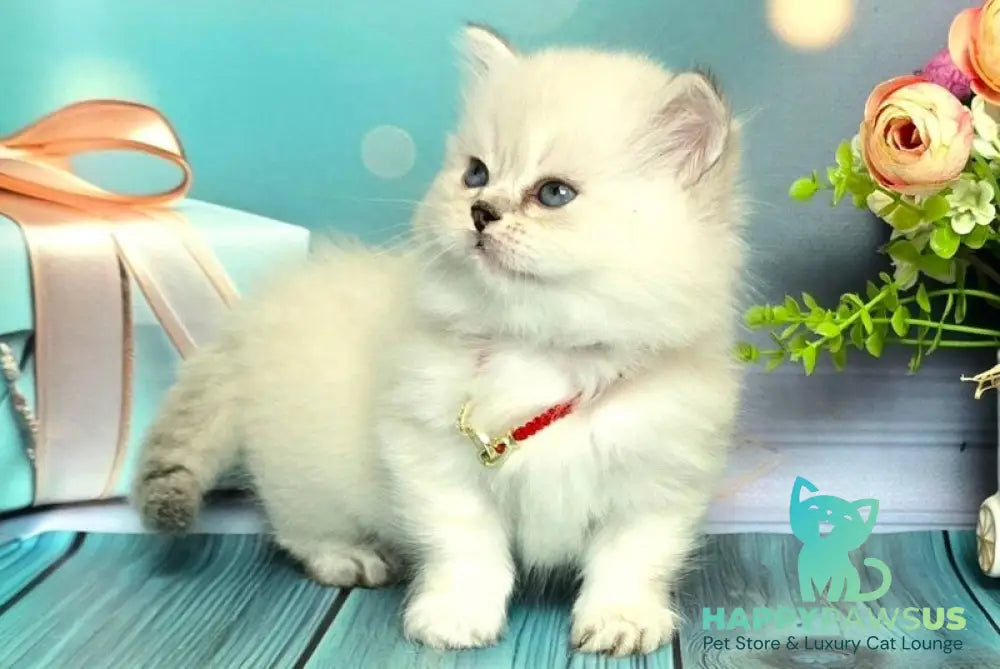 Diona Munchkin female blue silver shaded pointed live animals