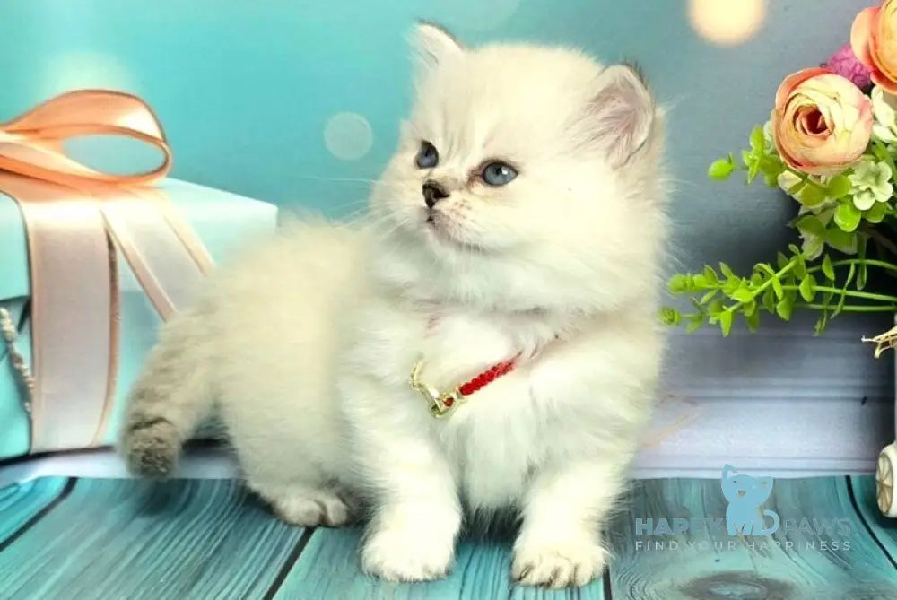 Diona Munchkin female blue silver shaded pointed live animals