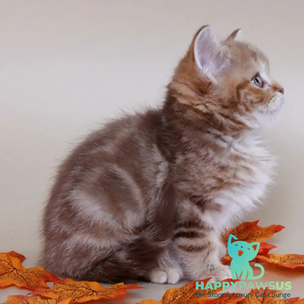 Diona Scottish Straight female cinnamon tabby - live animals