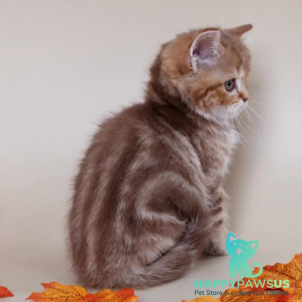 Diona Scottish Straight female cinnamon tabby - live animals