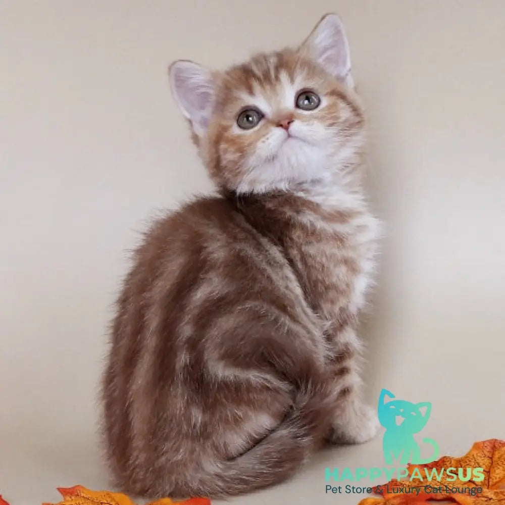 Diona Scottish Straight female cinnamon tabby - live animals