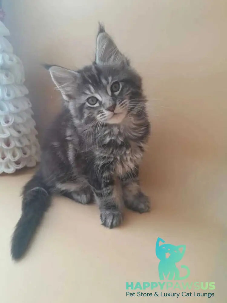 Dionysus Maine Coon male black silver tabby live animals