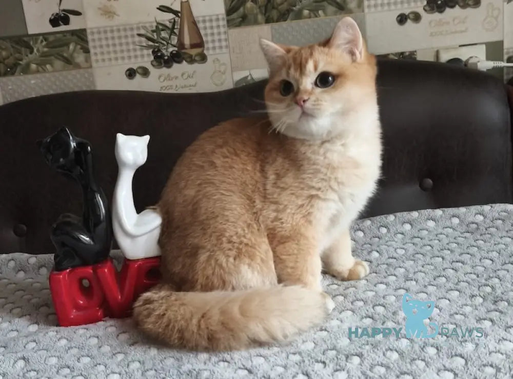 Dior British Shorthair male black golden shaded live animals