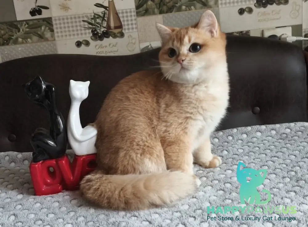 Dior British Shorthair male black golden shaded live animals