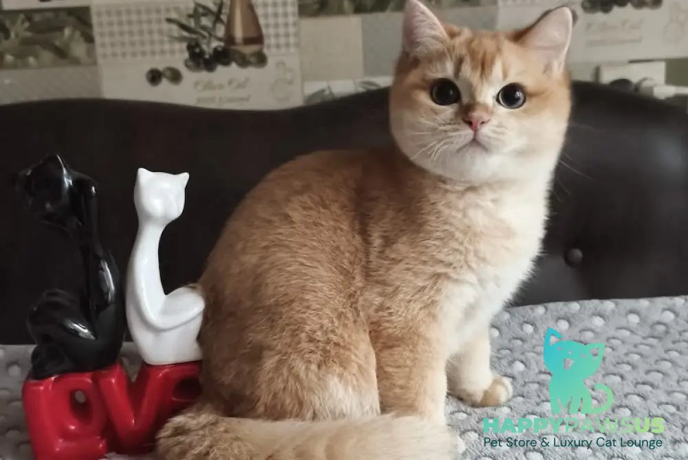 Dior British Shorthair male black golden shaded live animals