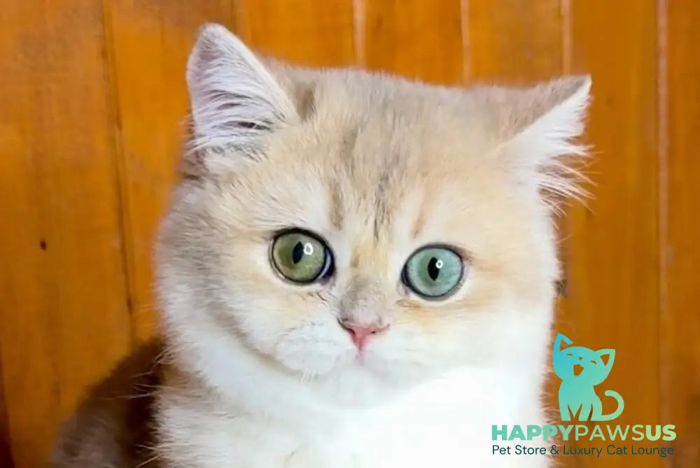 Dior British Shorthair male blue golden chinchilla live animals