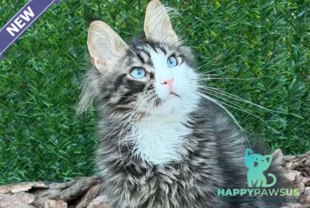 Dior Maine Coon male black tabby with white - live animals