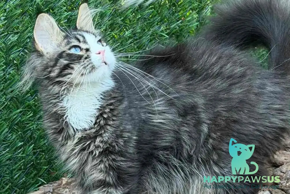 Dior Maine Coon male black tabby with white - live animals