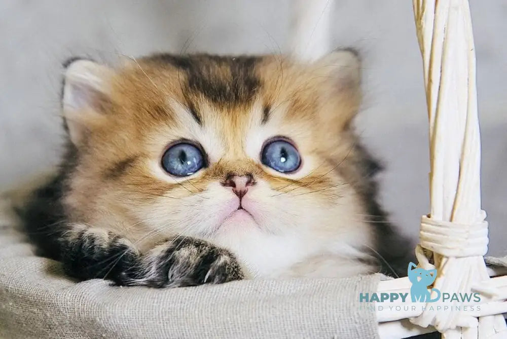 Dior Scottish Straight male black golden ticked tabby live animals