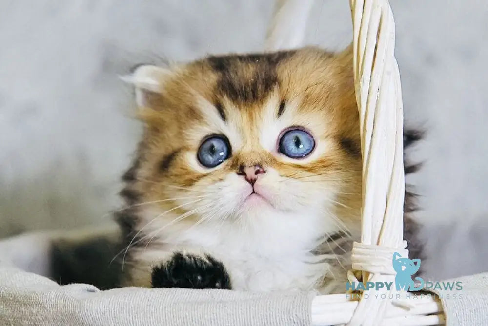 Dior Scottish Straight male black golden ticked tabby live animals