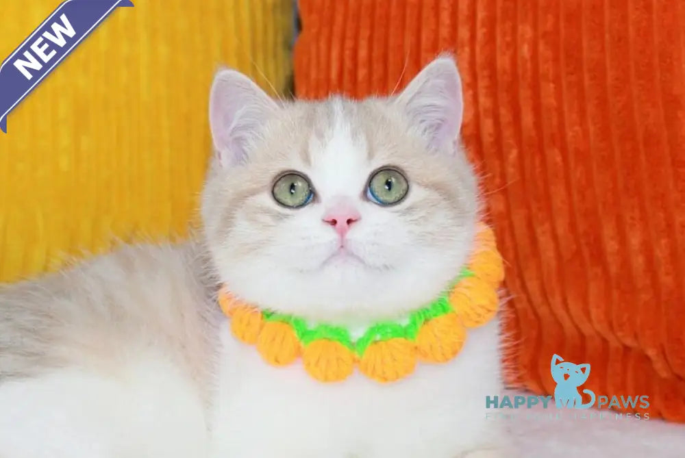 Dior Scottish Straight male lilac golden ticked tabby bicolour live animals