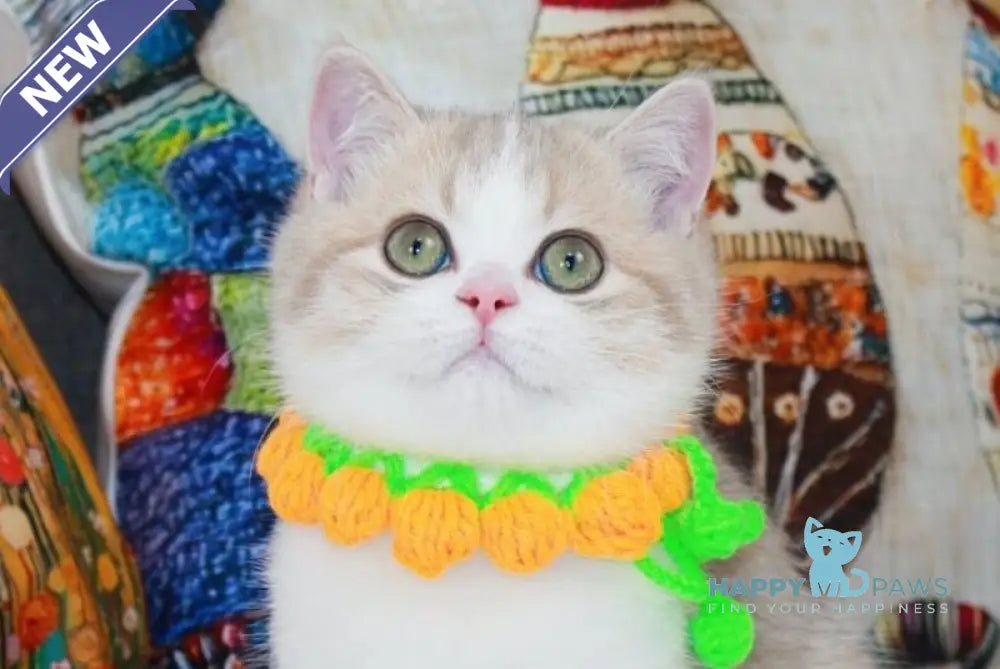 Dior Scottish Straight male lilac golden ticked tabby bicolour live animals