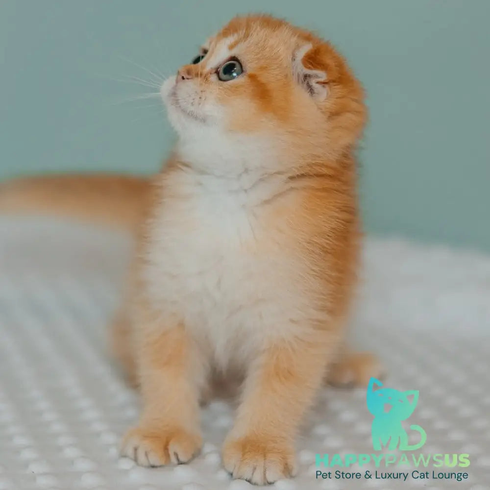 Diora Scottish Fold female black golden chinchilla - live animals