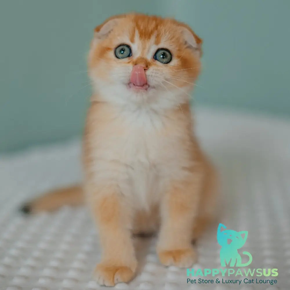 Diora Scottish Fold female black golden chinchilla - live animals