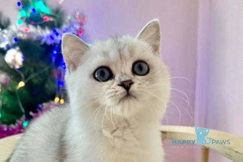 Dipsik British Shorthair male black silver shaded live animals