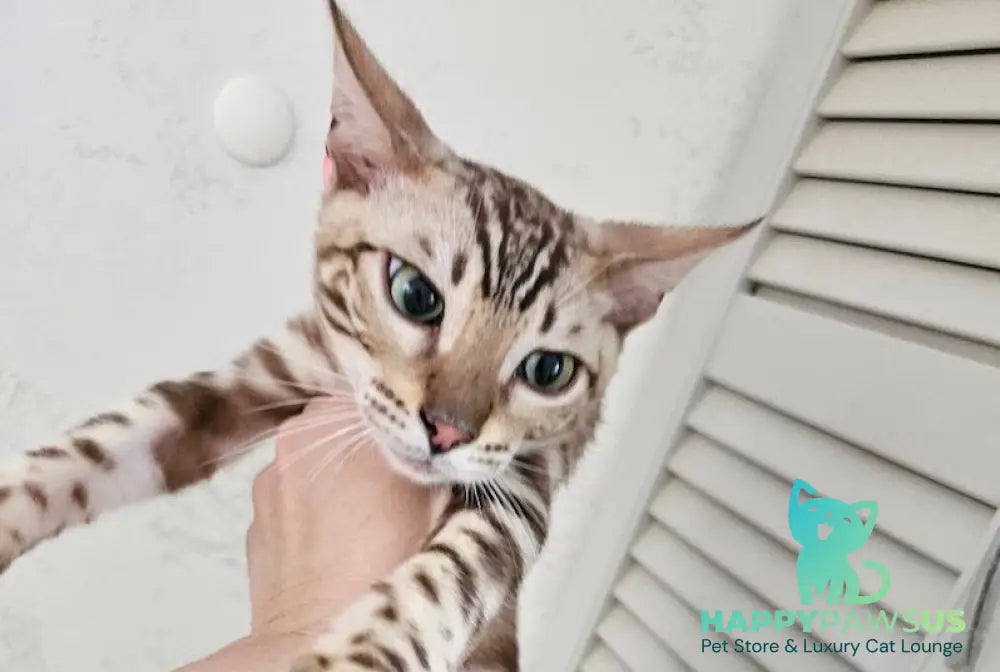 Disel Bengal male sepia spotted tabby Final Balance live animals